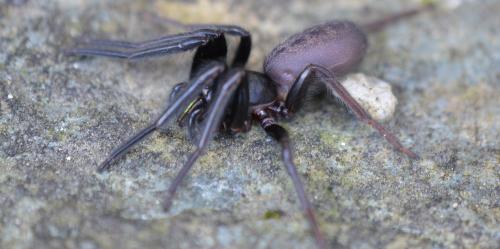 Segestria florentina